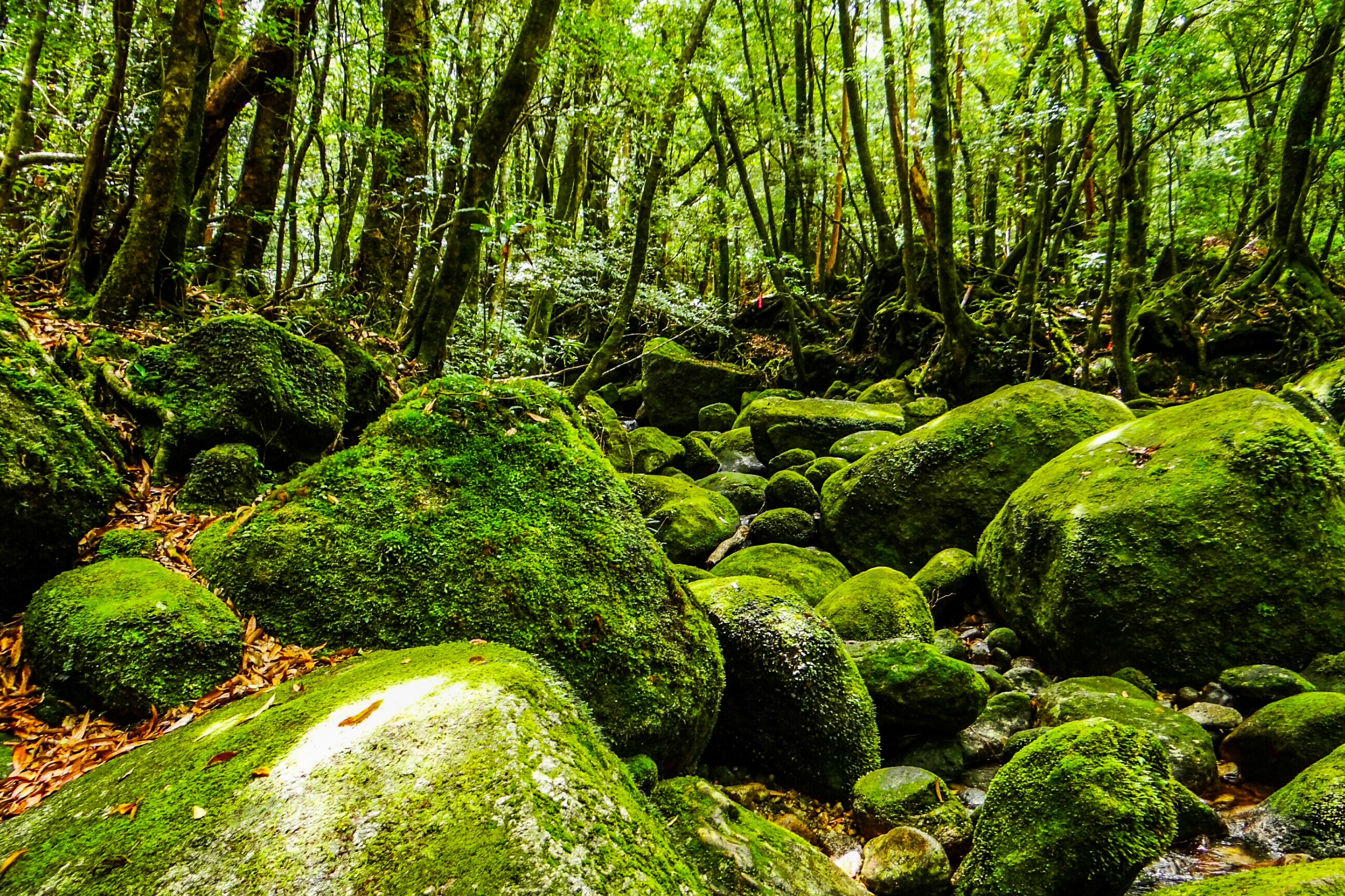 112 yakushima.webp